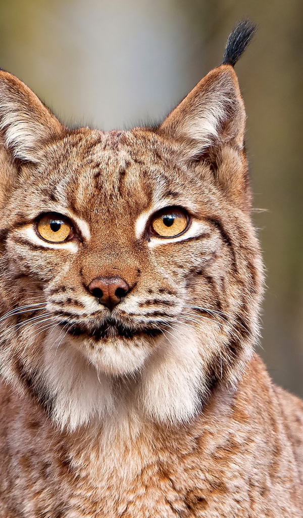 Рысь с кисточками