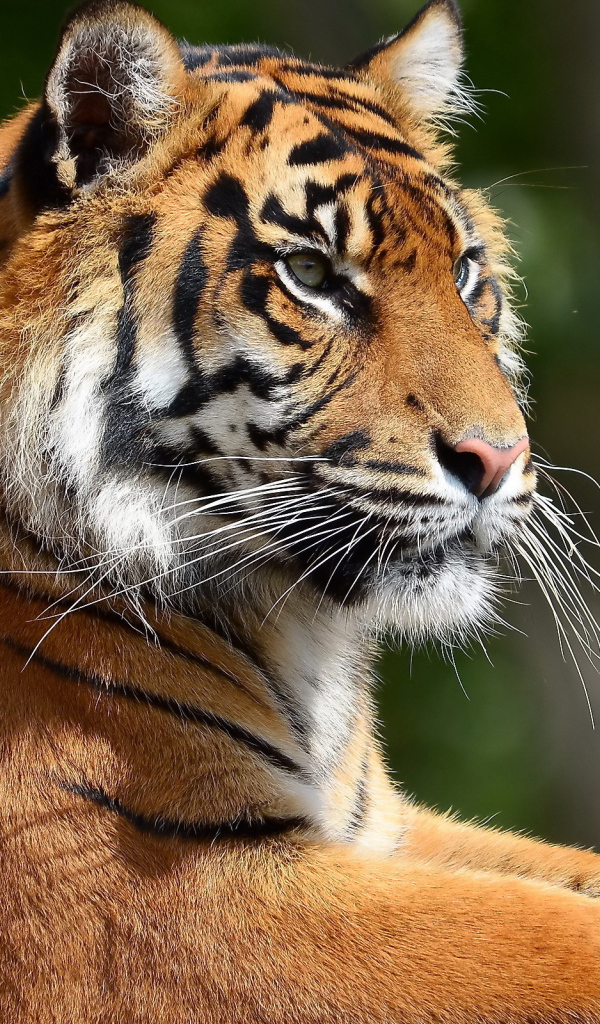 Портрет тигра в профиль