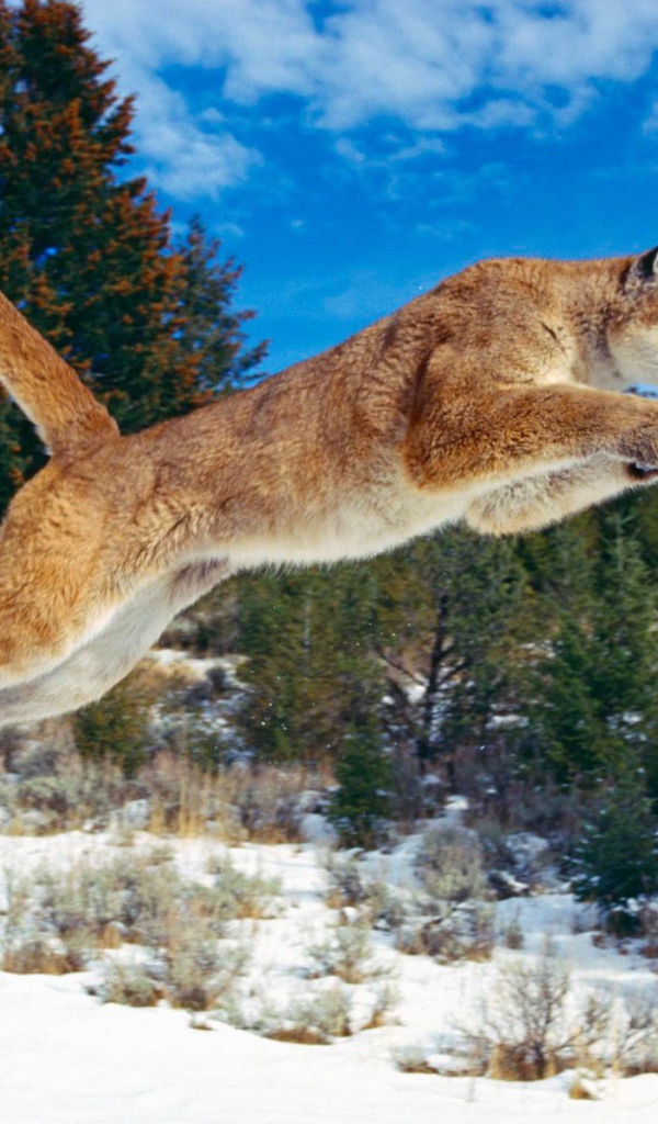 Пума на охоте по снегу