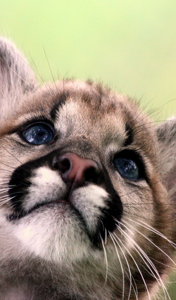 Маленький лев