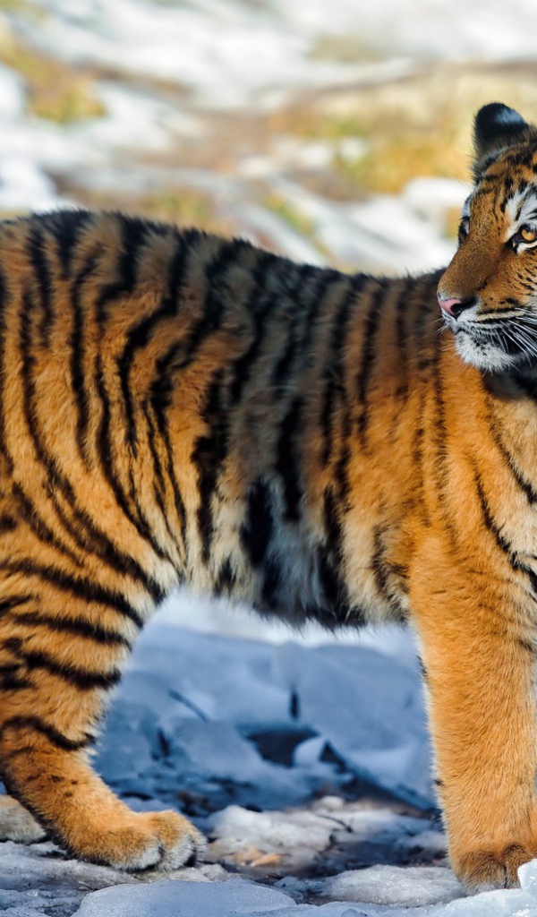 Полосатый тигр на снегу