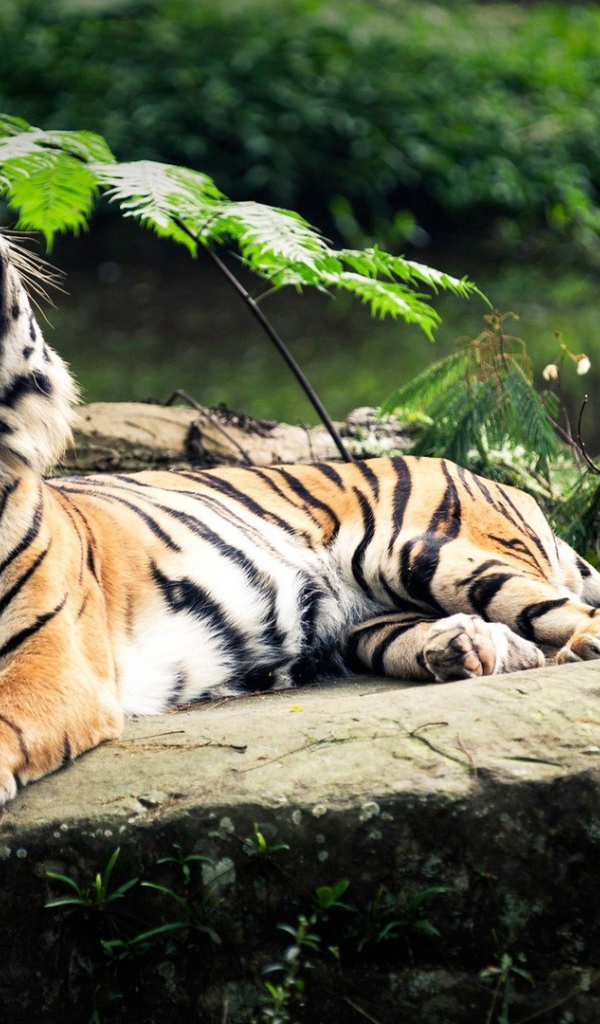 Пасть тигра