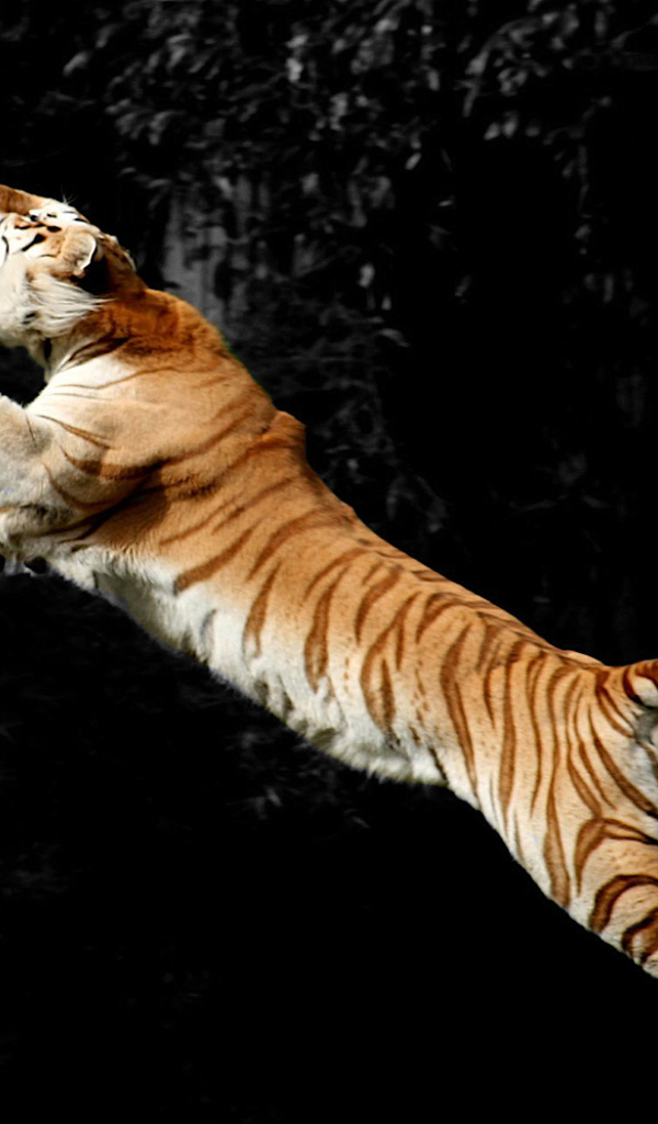 Тигр ловит птицу