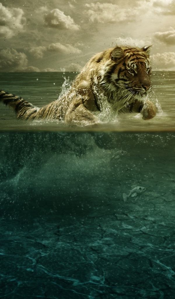 Тигр ловит рыбу