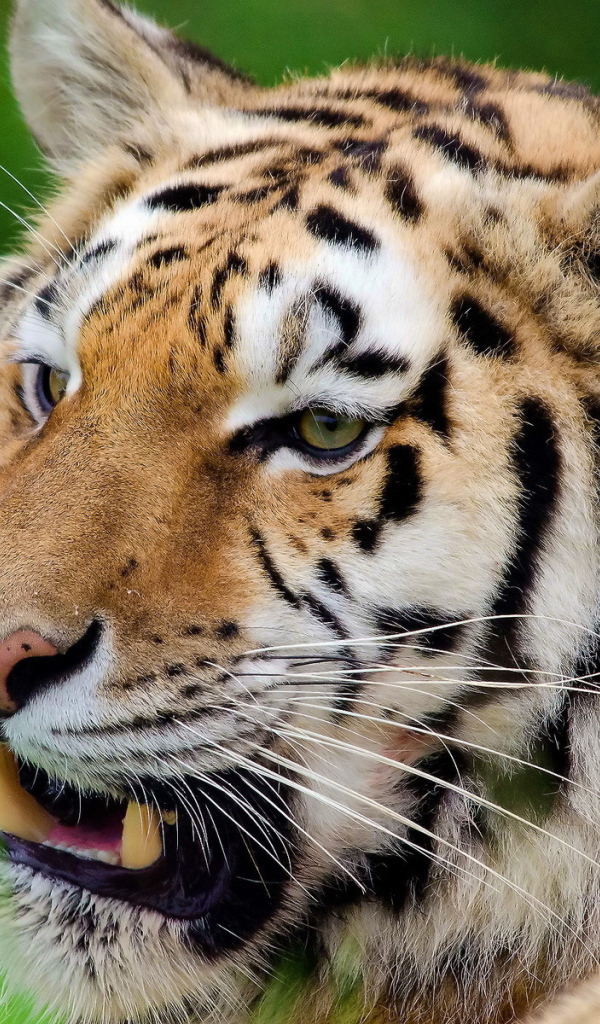 Тигр скалит зубы