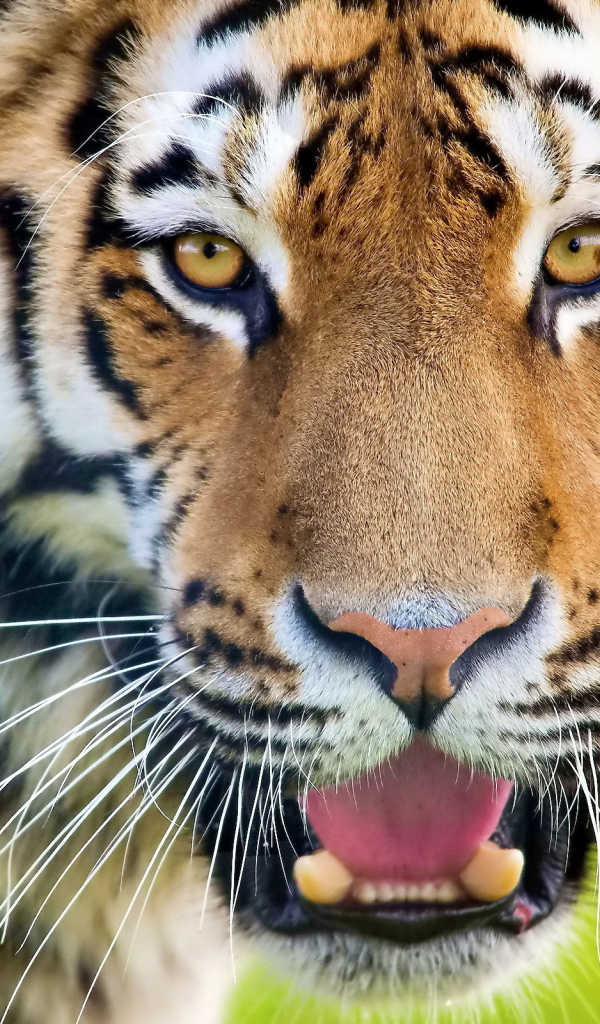 Тигр рычит оскалив зубы