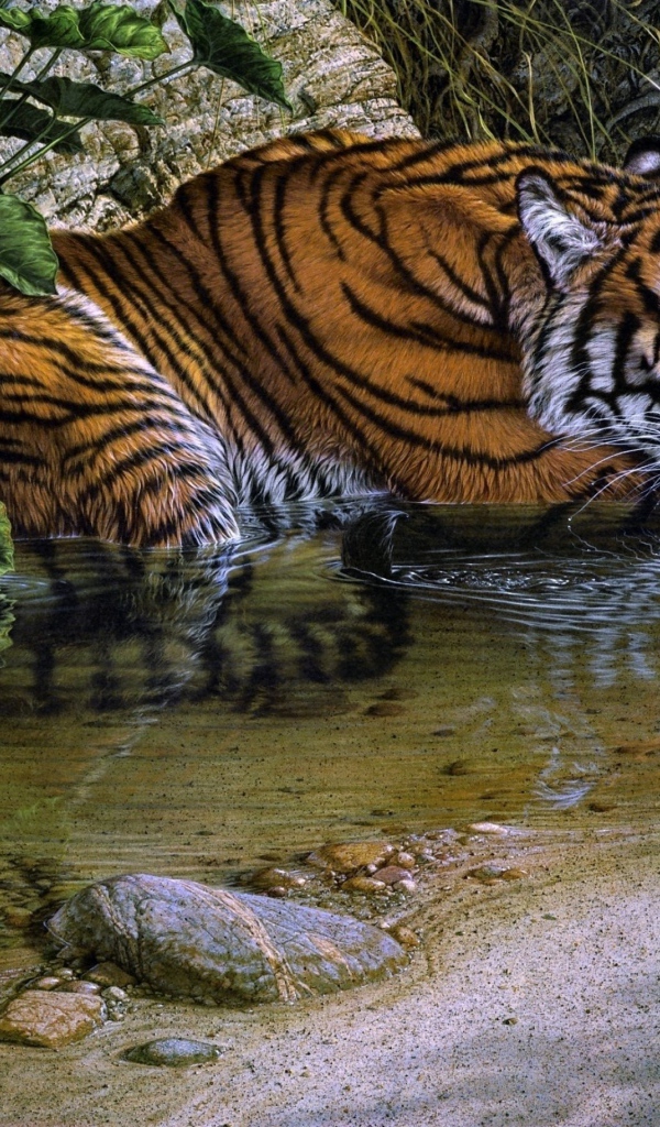 Тигр лежит у воды