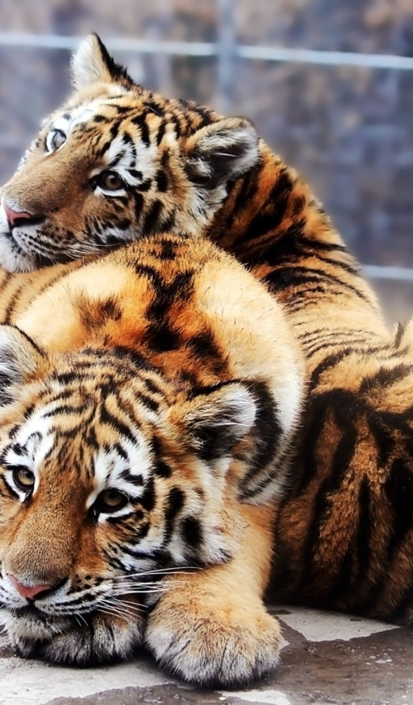 Два молодых тигра