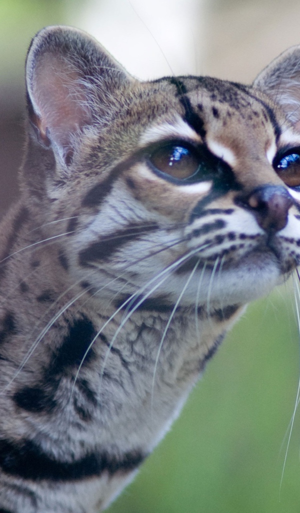 Дикая кошка Margay