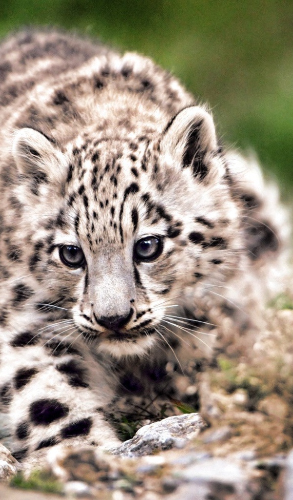 Дикая кошка на охоте