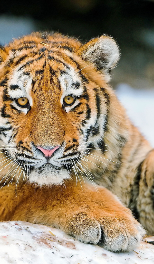 Молодой тигр играет