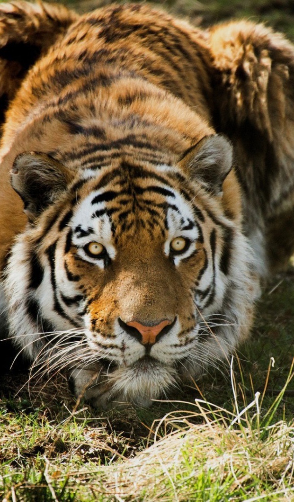 Тигр на охоте