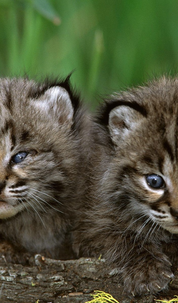 Пара милых котят