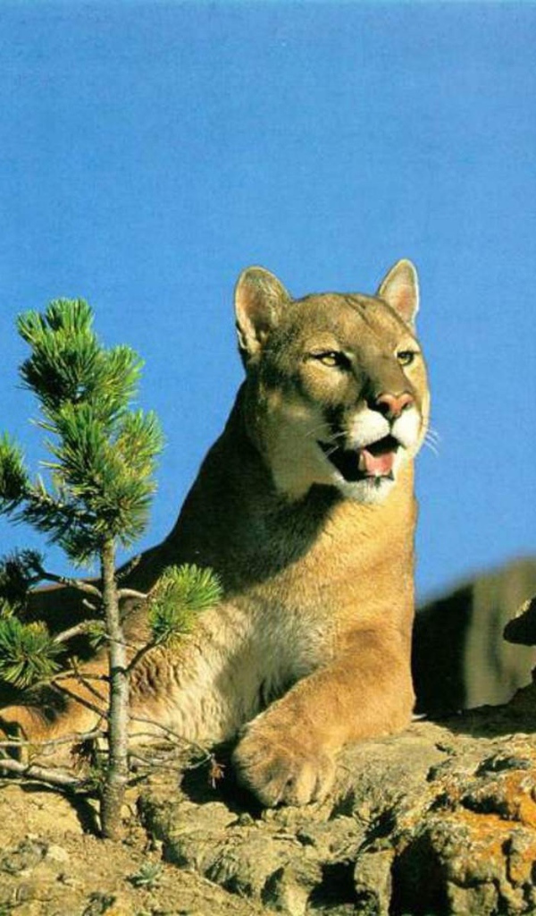 Леопард лежит на горе