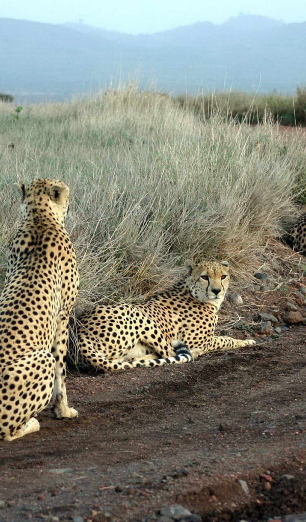 Леопарды лежат на дороге