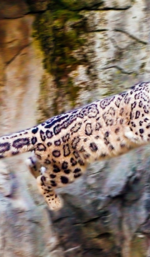 Снежный барс прыгает со скалы