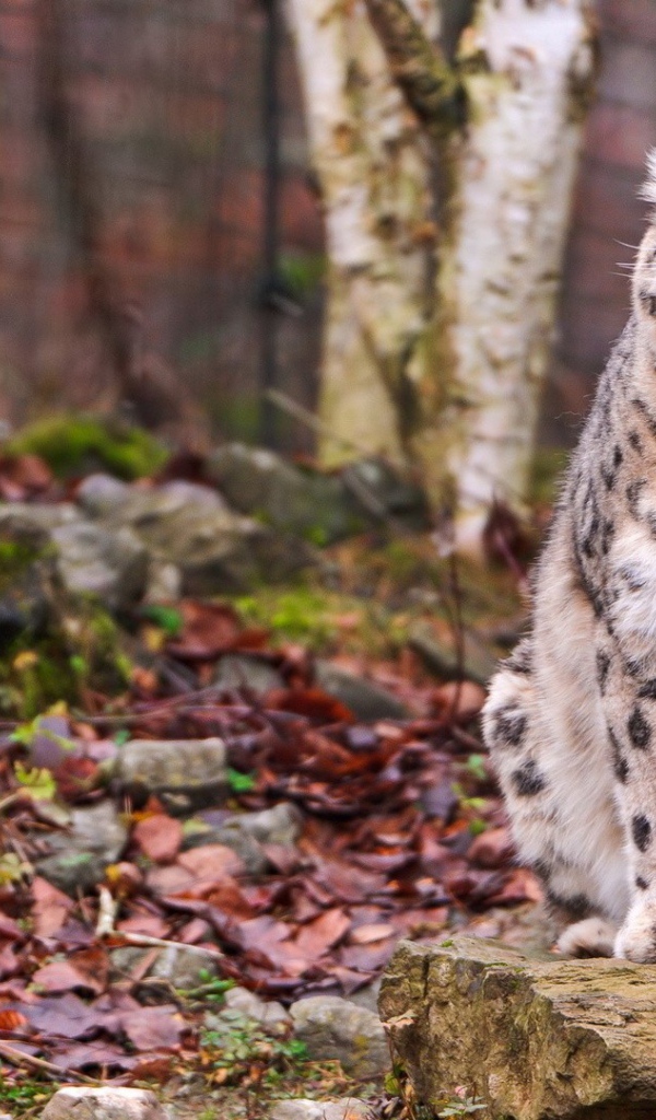 Снежный барс сидит