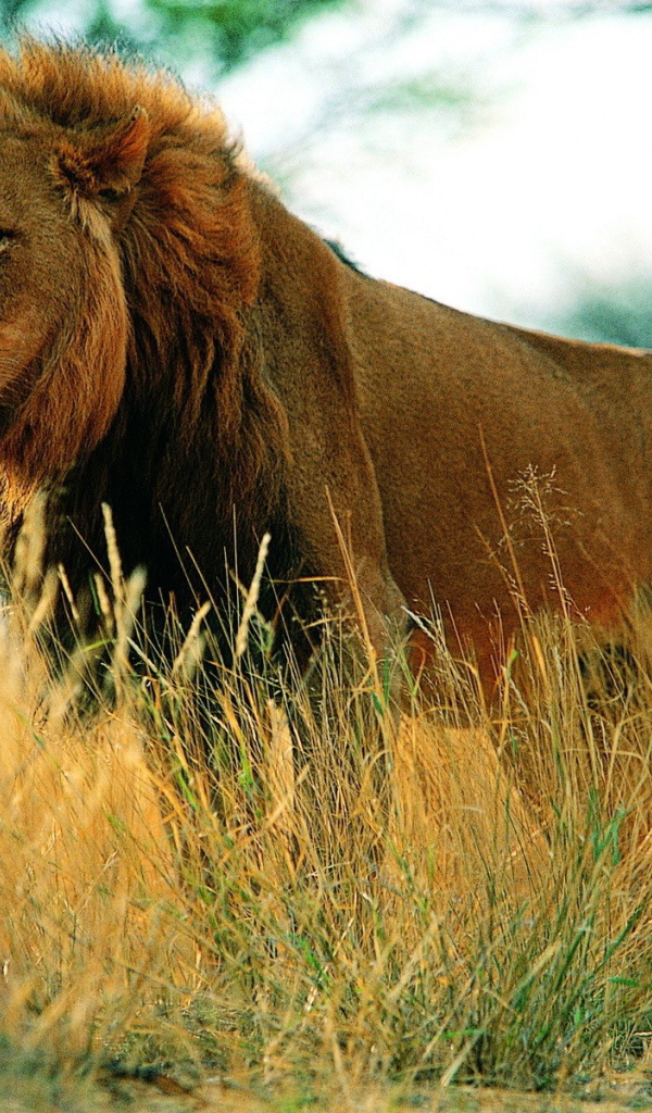 Царь зверей гуляет по саване