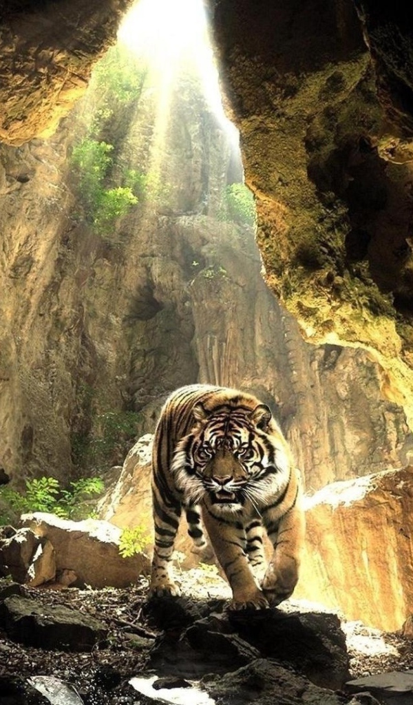 Тигр в пещере