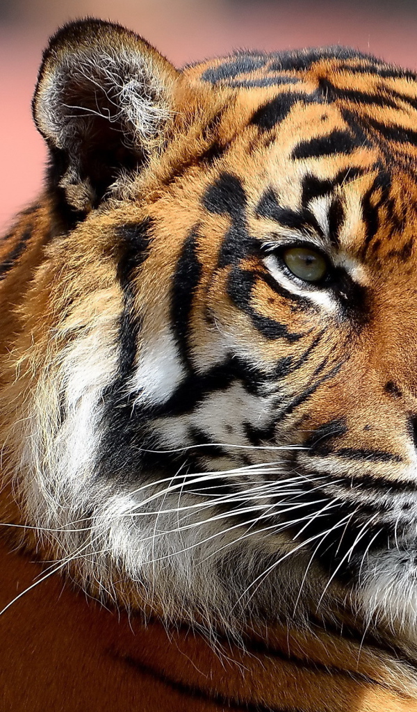 Усатая морда тигра