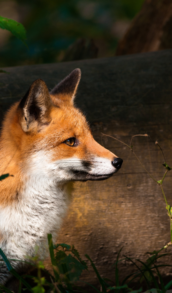 The Fox on a night hunt