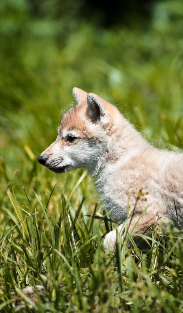 Волчонок на охоте