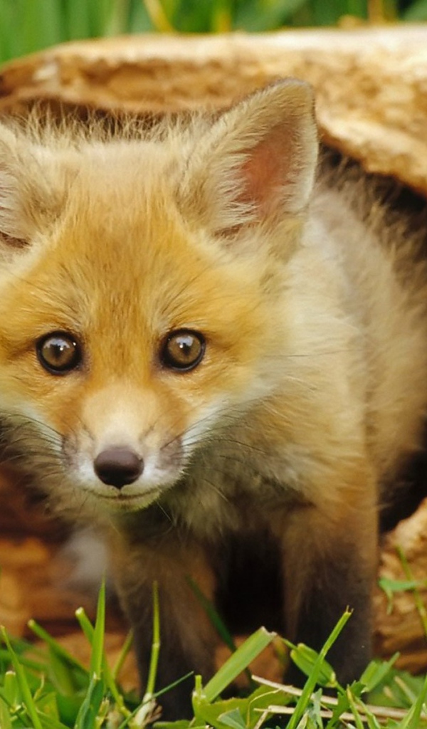 Лиса выглядывает из норы