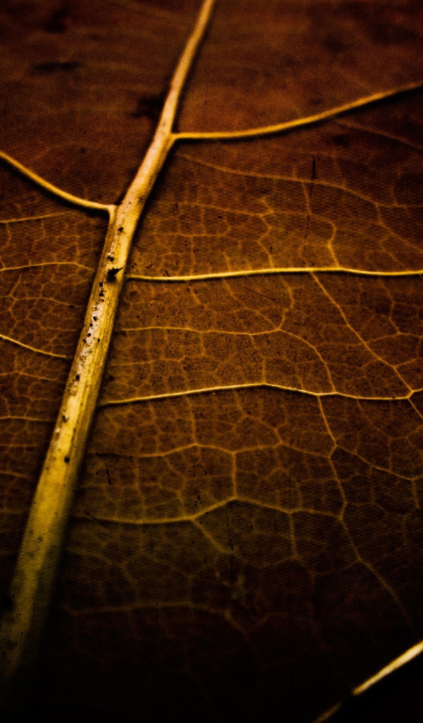 Фон высохший лист