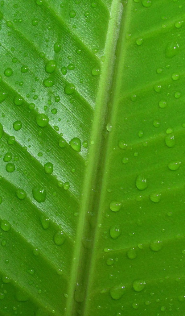 Фон зеленый лист