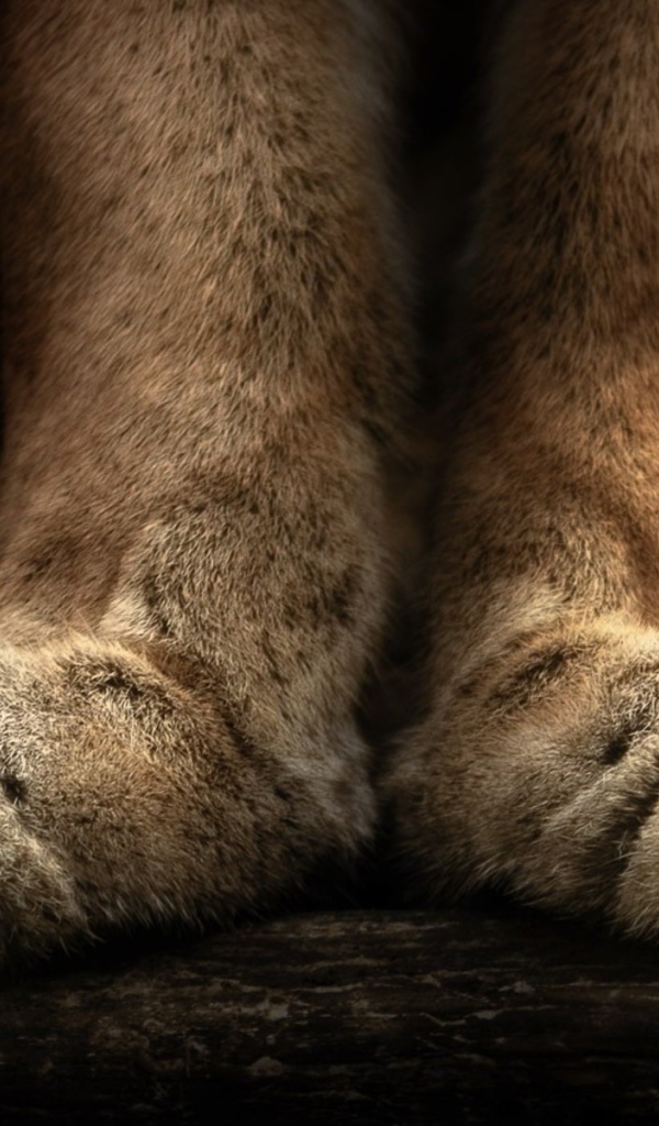 Puma лапы