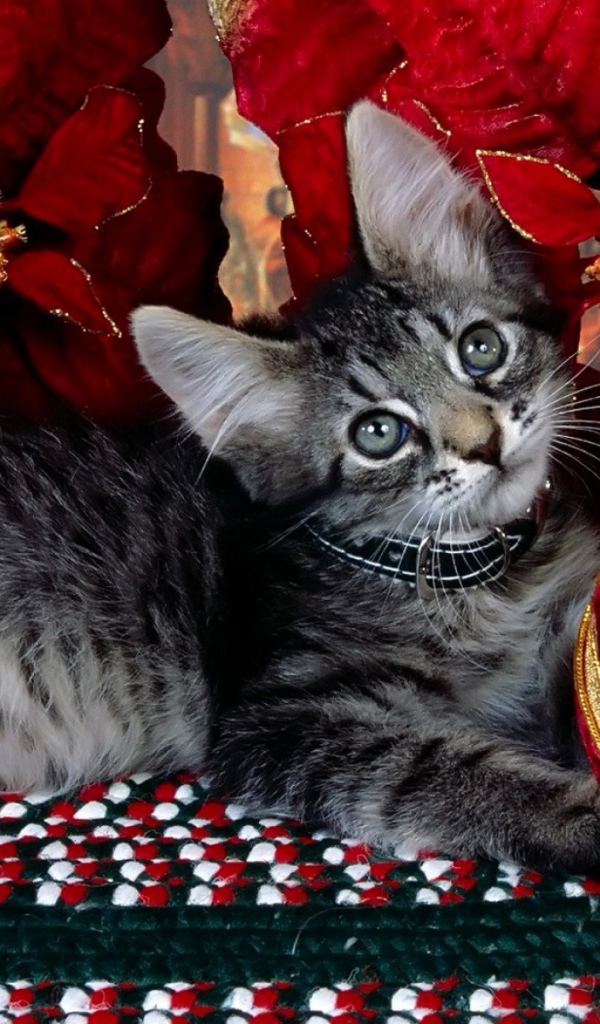 Серый котёнок на рождество