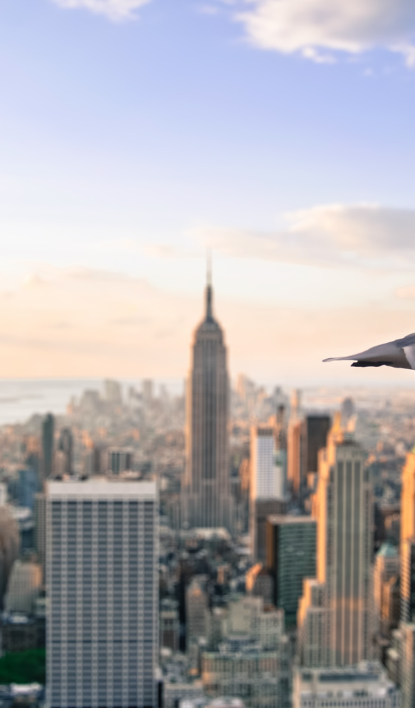 Чайка летит над Нью- Йорком