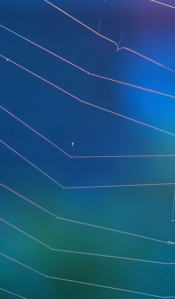 Мировая паутина