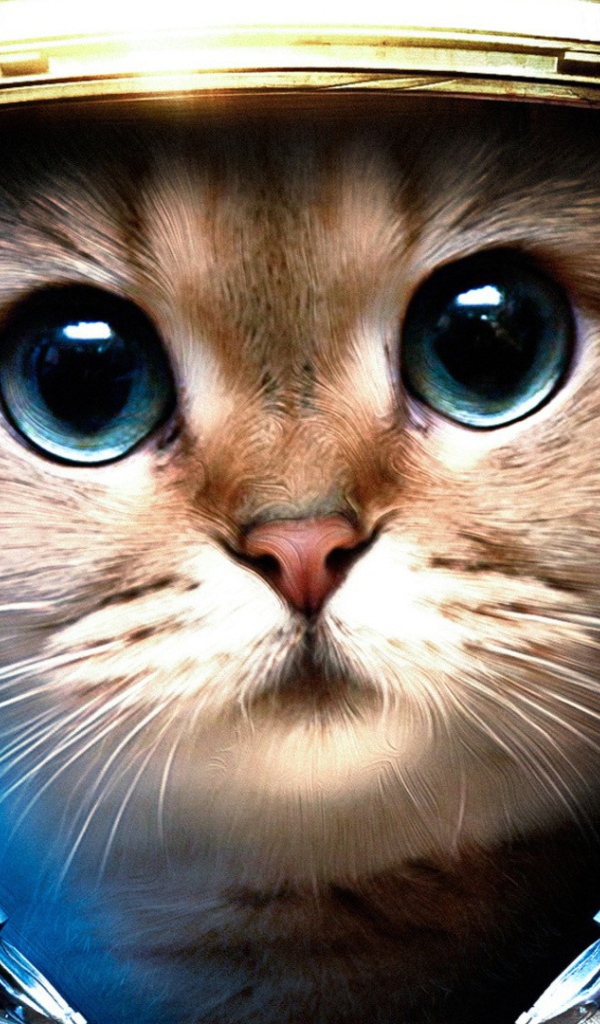 Кот космонавт