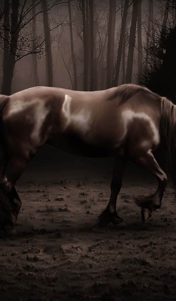 Старая лошадь