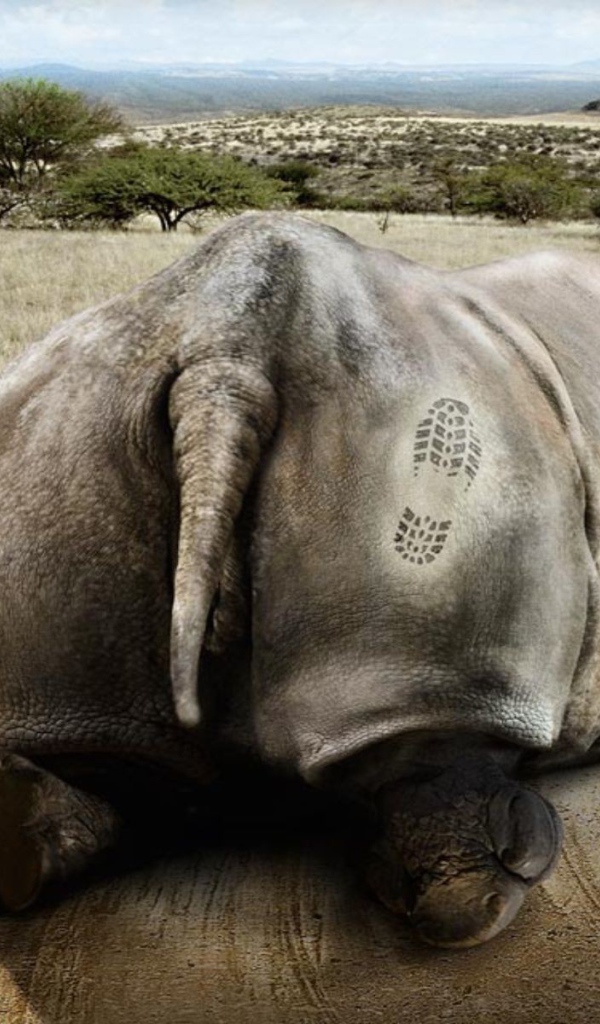 Носорог получил пинка