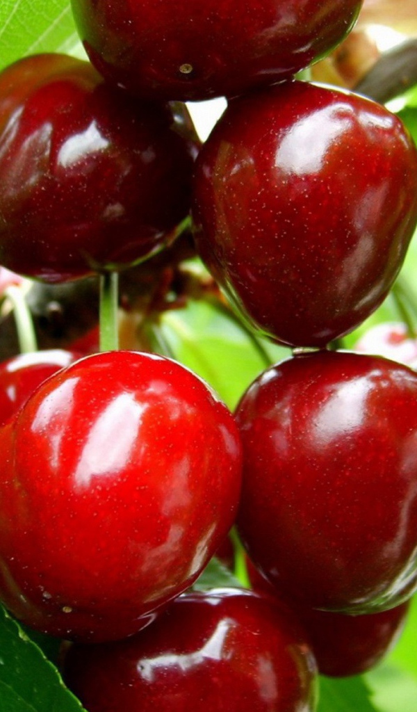 Зрелые плоды вишни