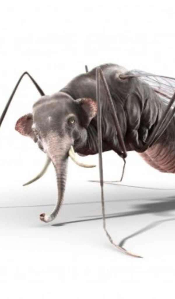 Комар с головой слона