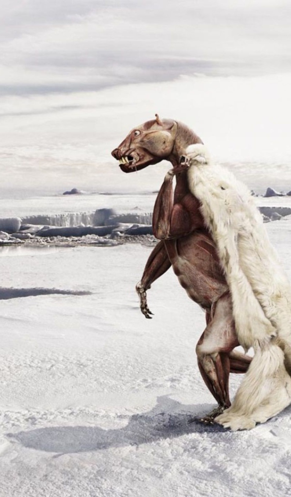 Белому медведю жарко