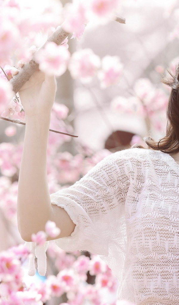 Весеннее цветение вишни