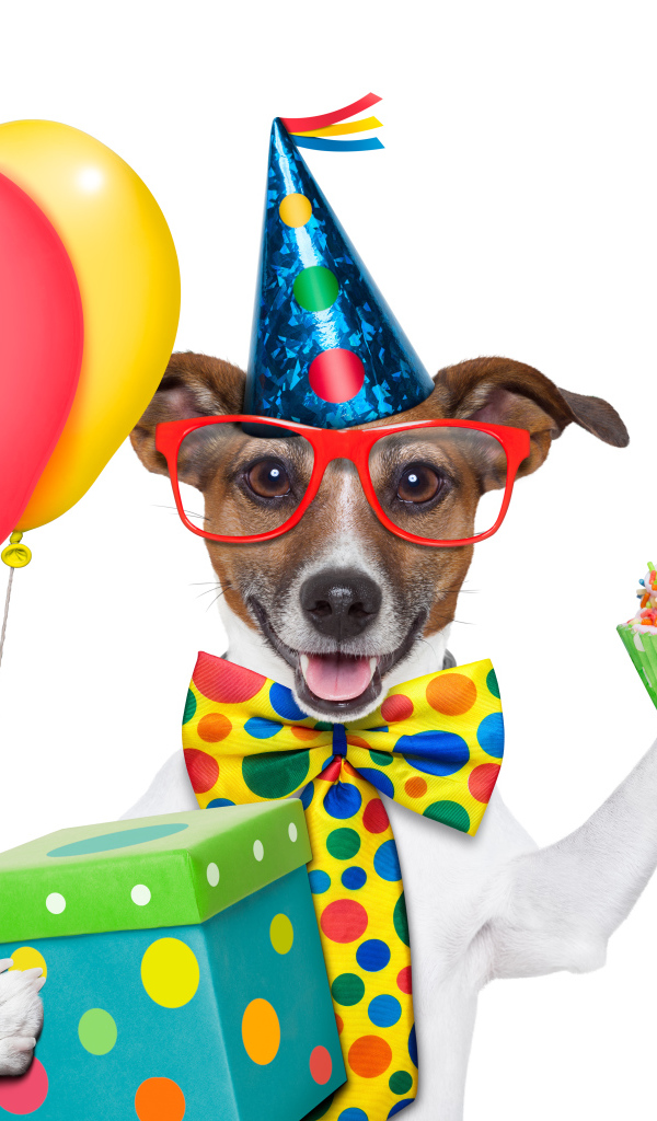 Весёлая собака на день рождения