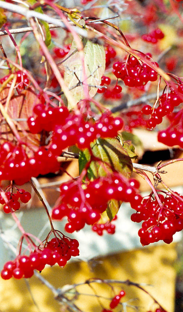  Калина Красная