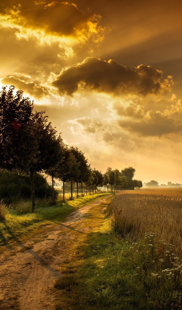 Дорога у поля