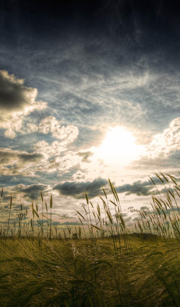 Пшеничное поле летом