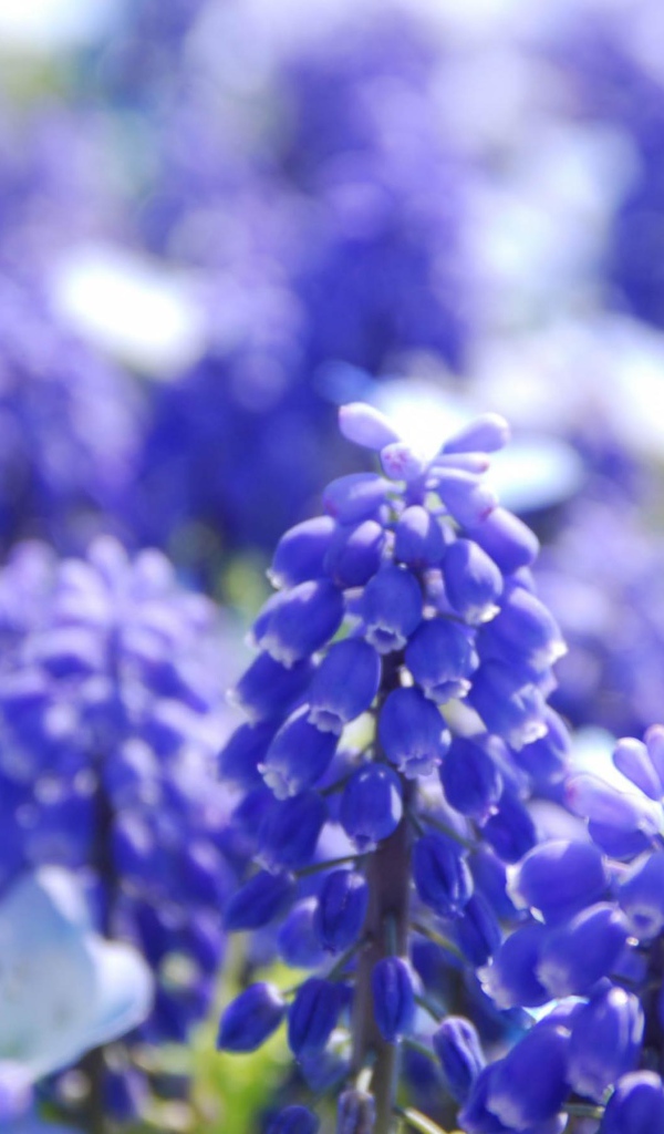 Голубые Гиацинты