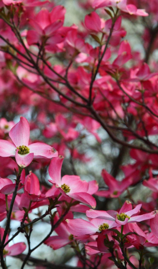 Веточка розовых цветов