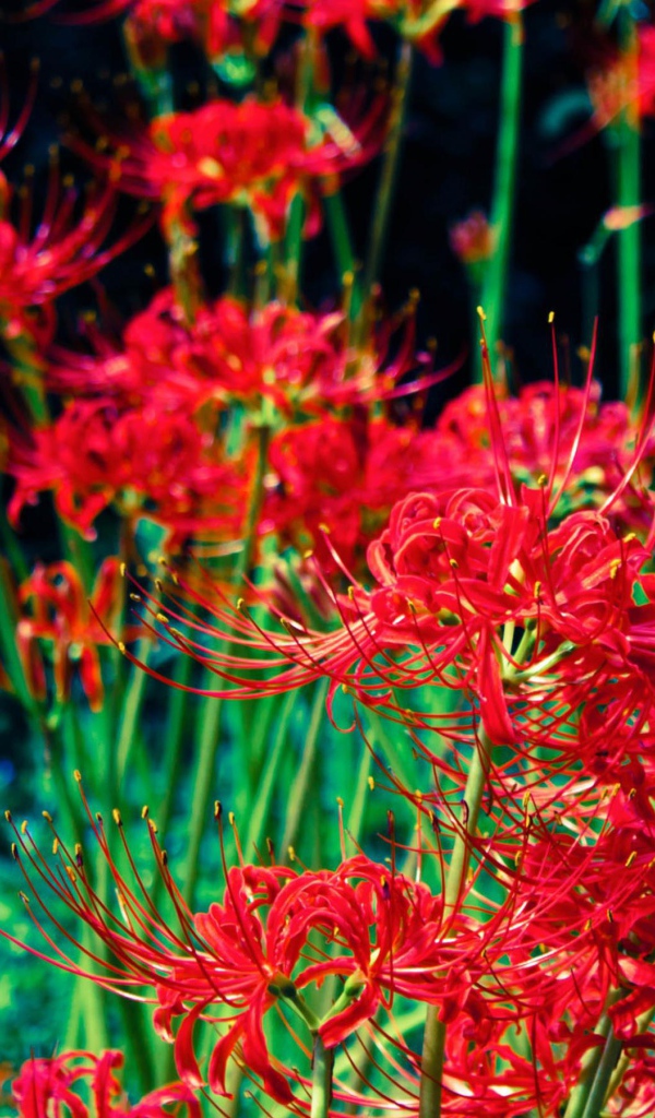 Яркие красные цветы