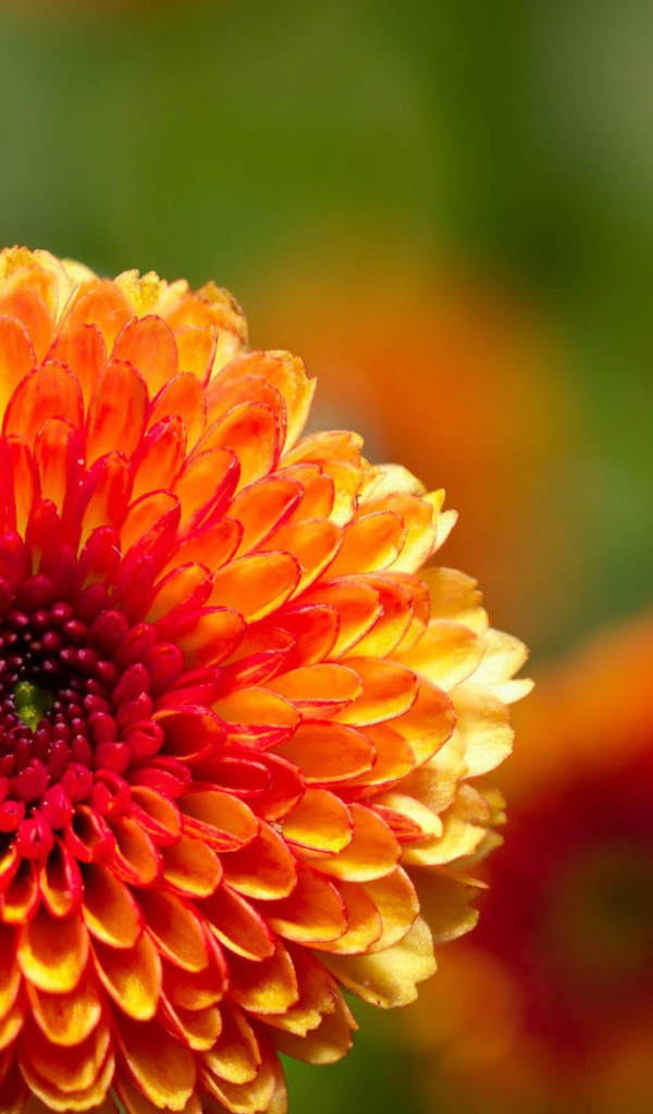 Жгучий цветок