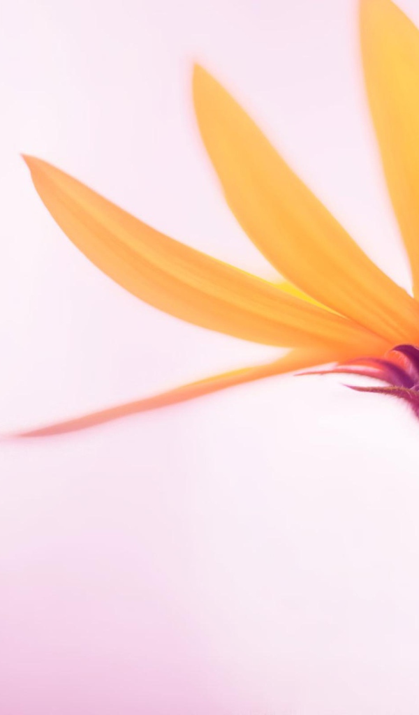 Нежный желтый цветок