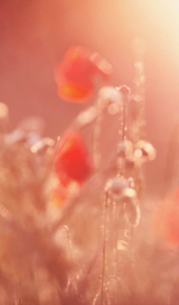 Поле алых маков